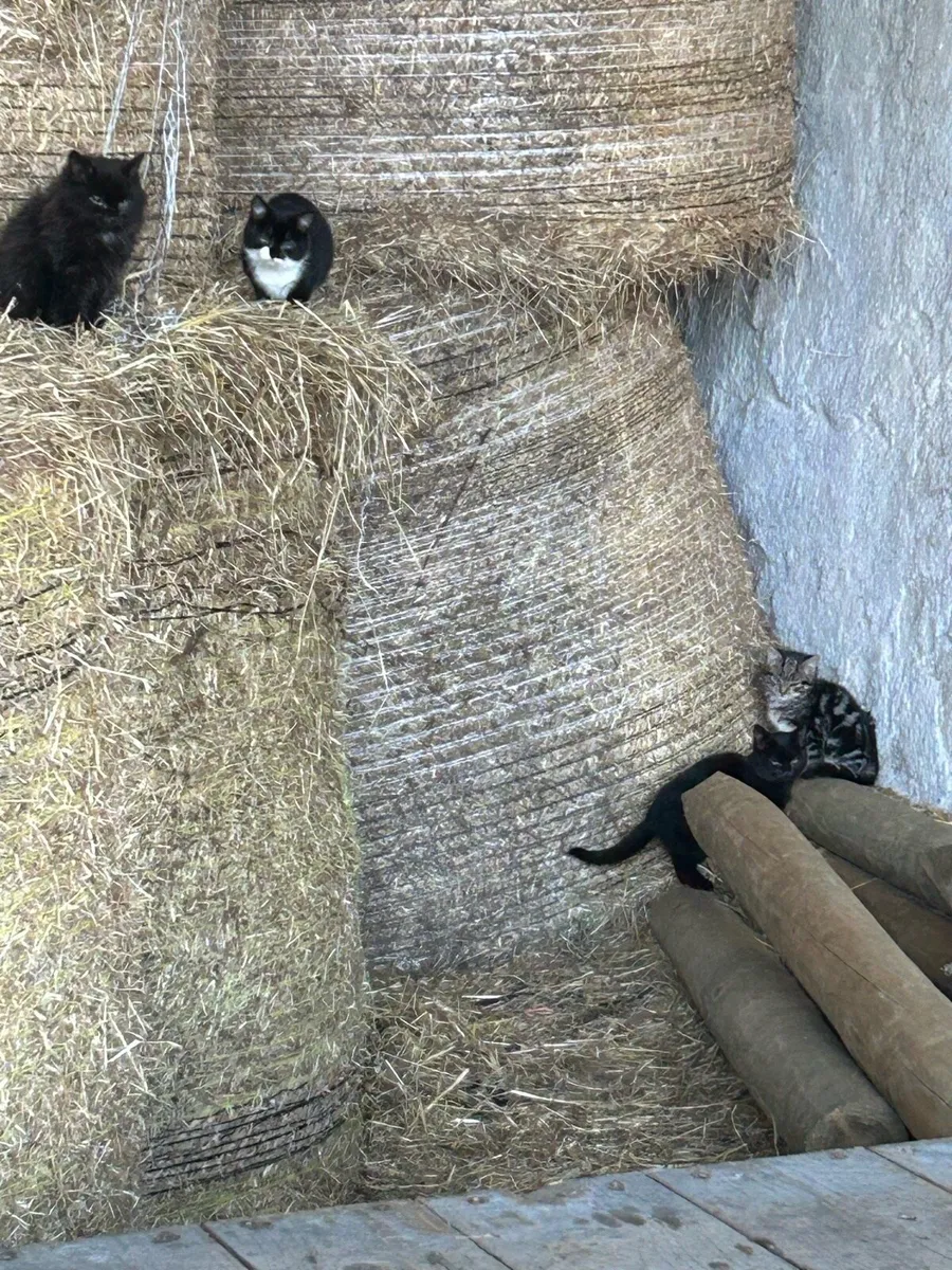 Kittens cats - Image 1