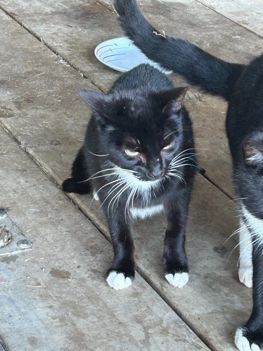 Kittens cats - Image 2