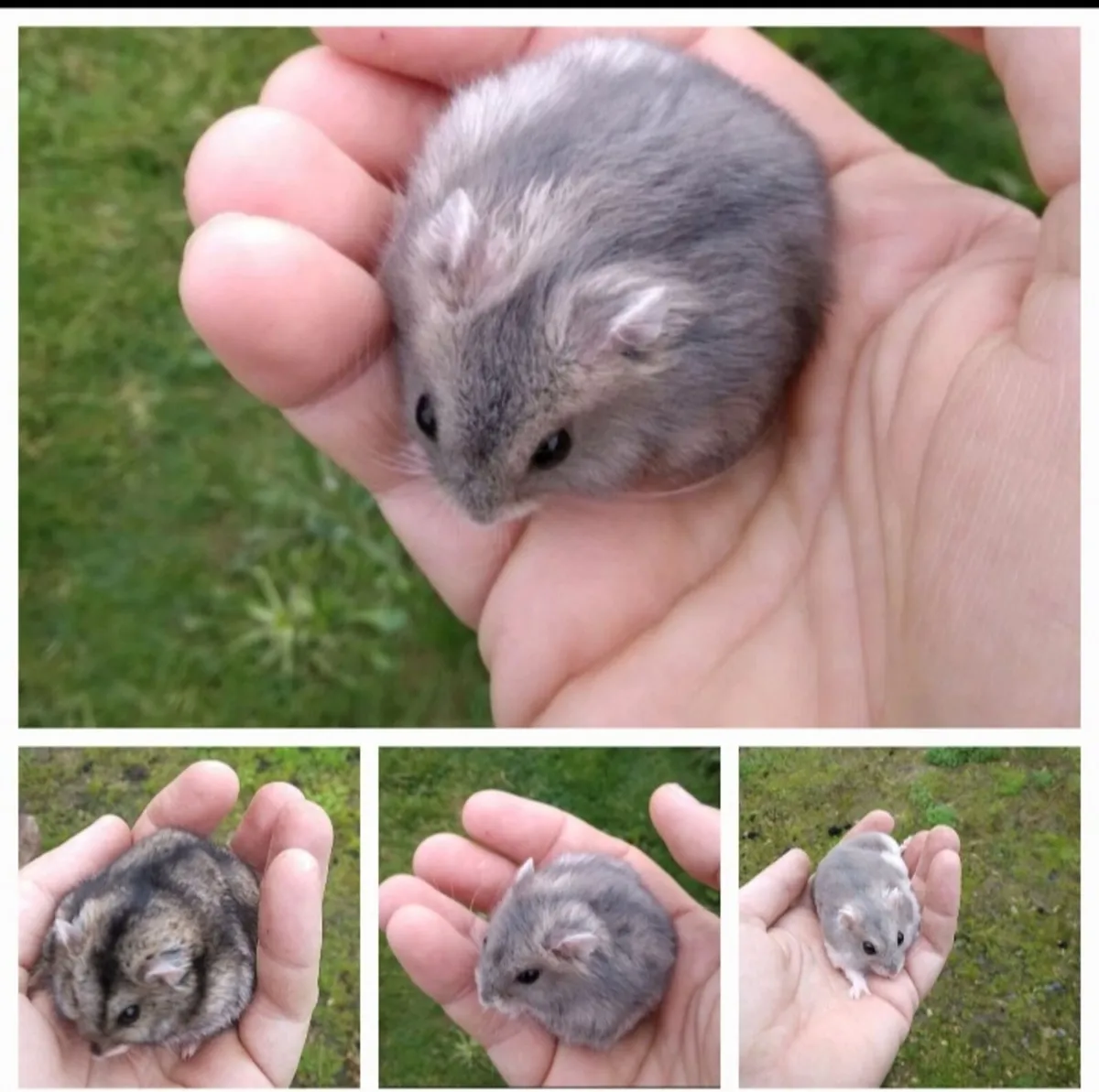 Baby Dwarf Hamsters - Image 3