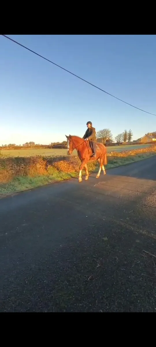 Irish draught gelding - Image 4