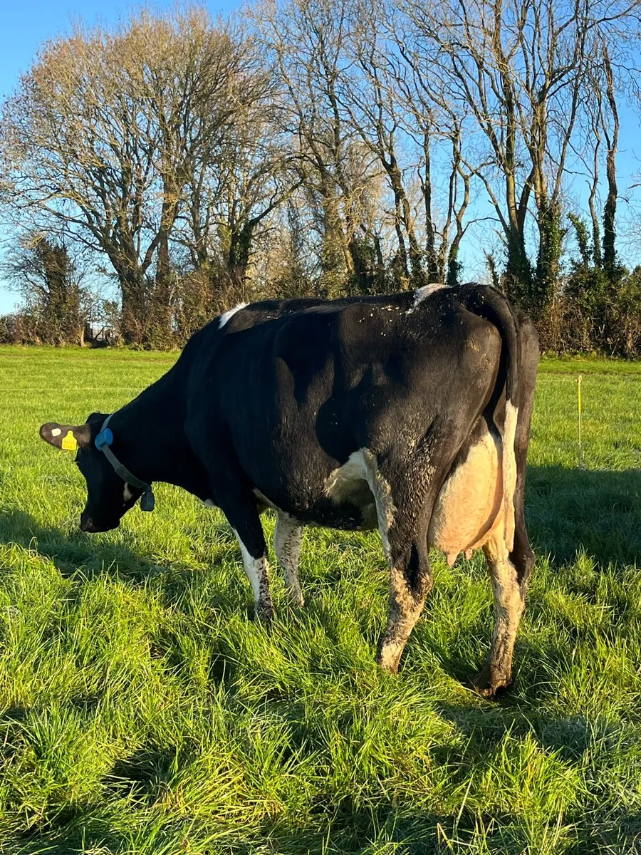 Young empty cows - Image 2