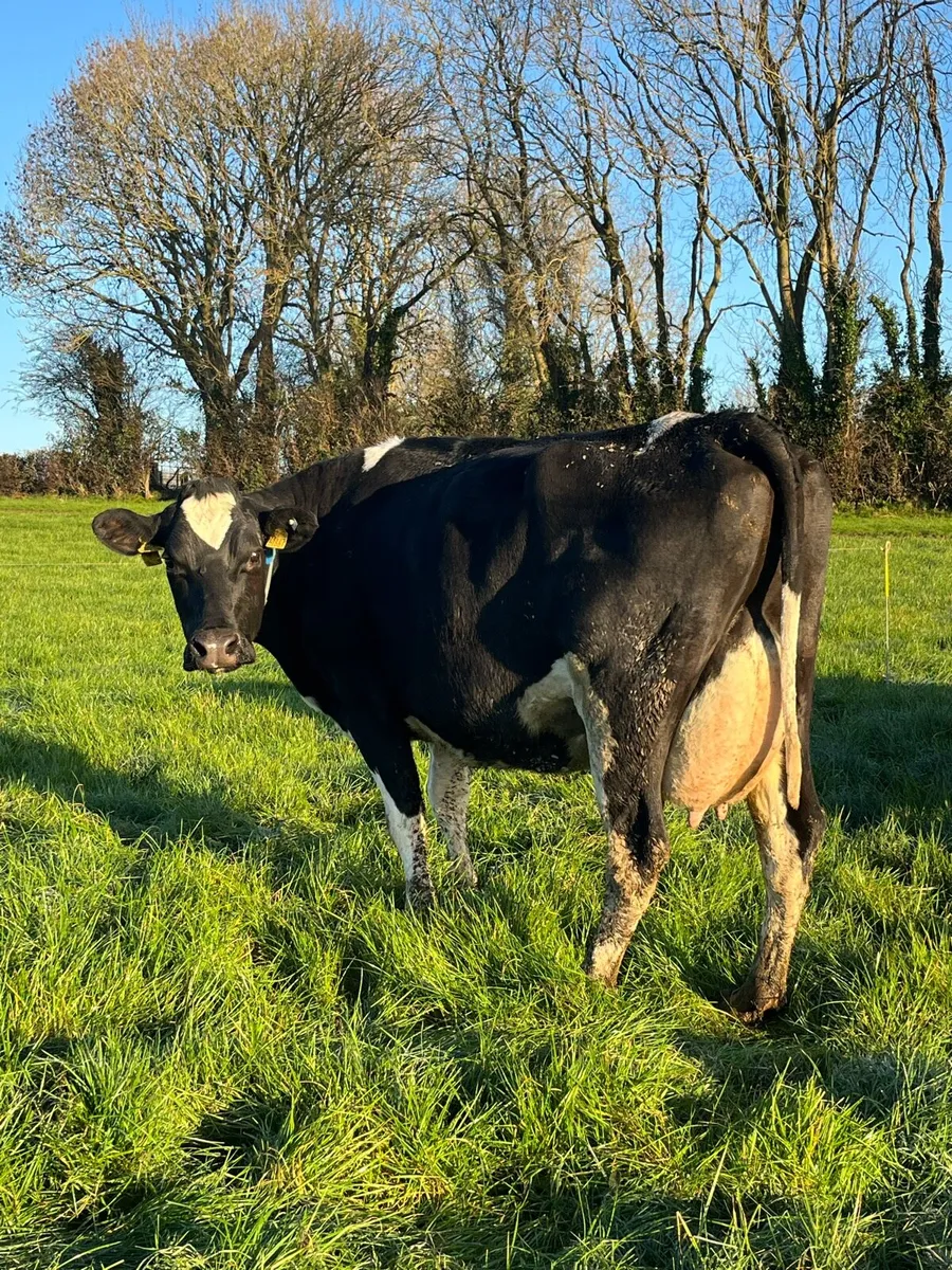 Young empty cows - Image 1