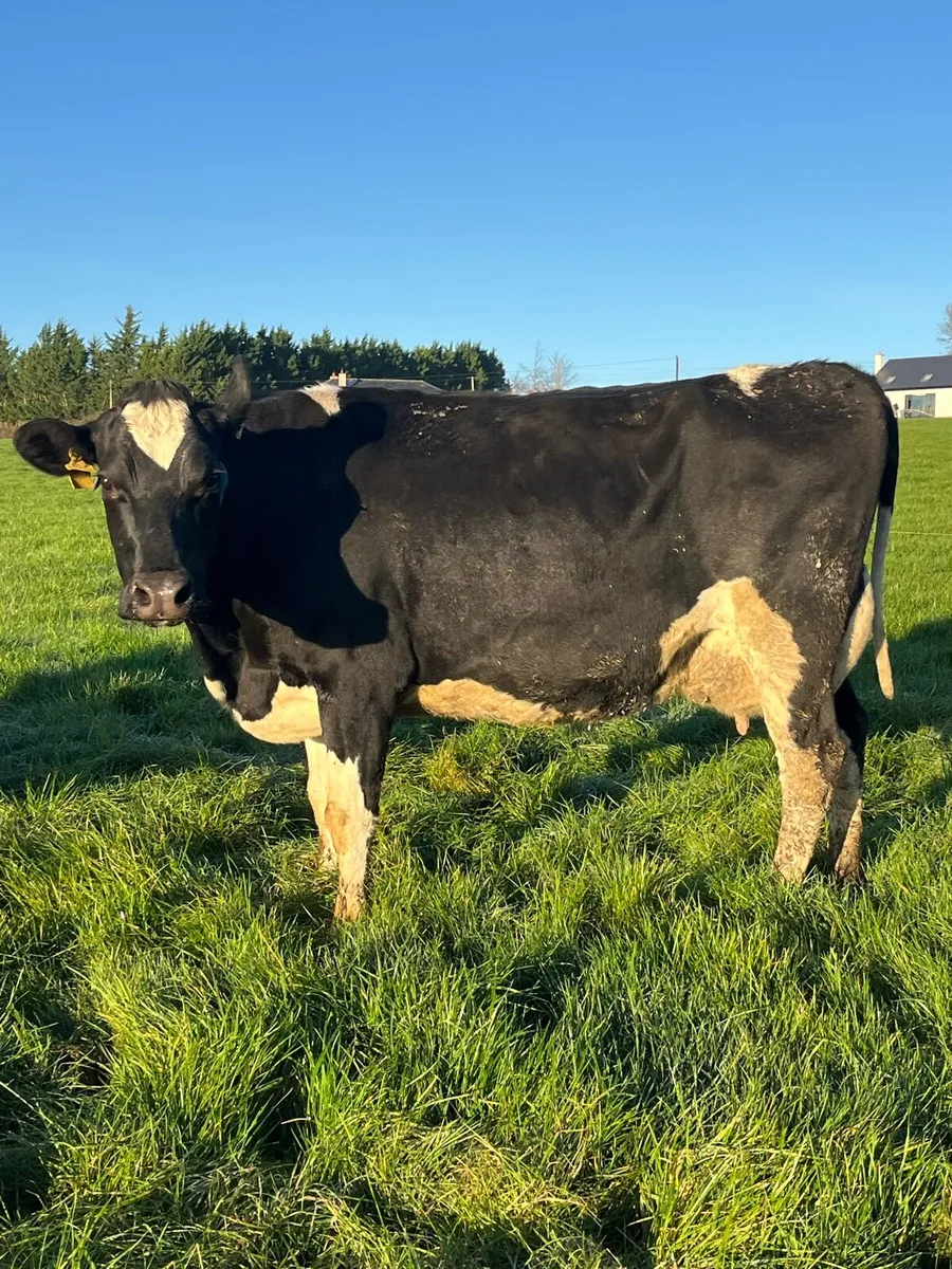 Young empty cows - Image 3