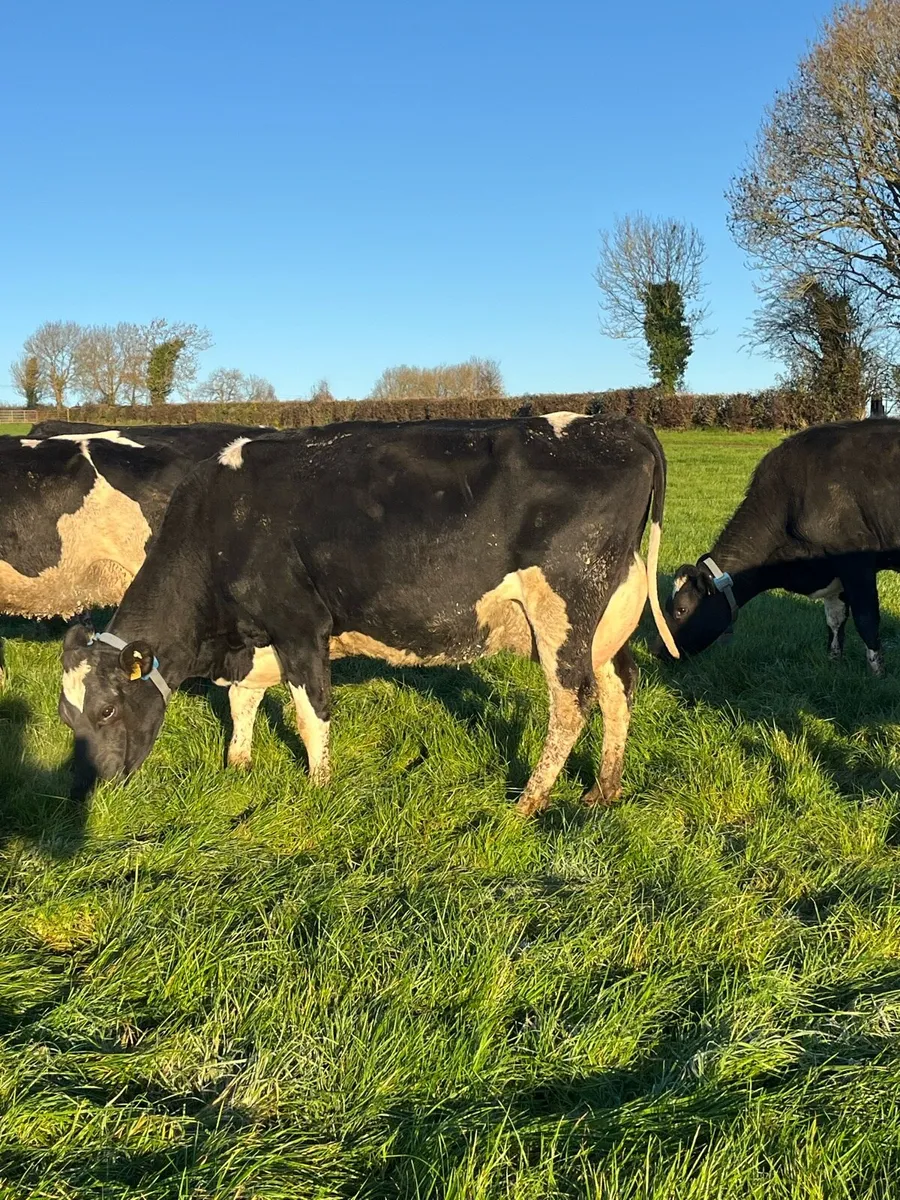 Young empty cows - Image 4