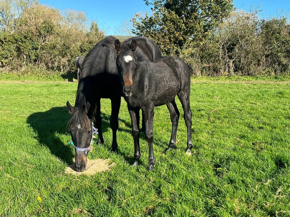 NH foal by Tirwanako - Image 1