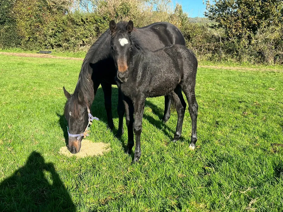 NH foal by Tirwanako - Image 2