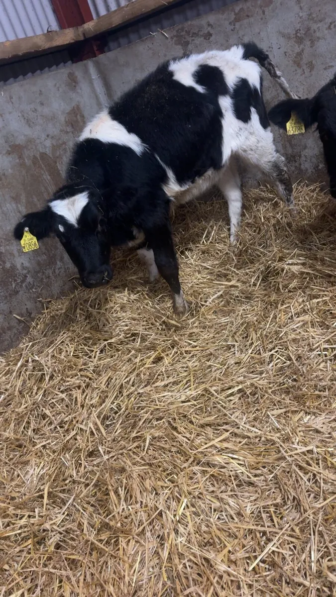 2 Friesian runners for sale - Image 2