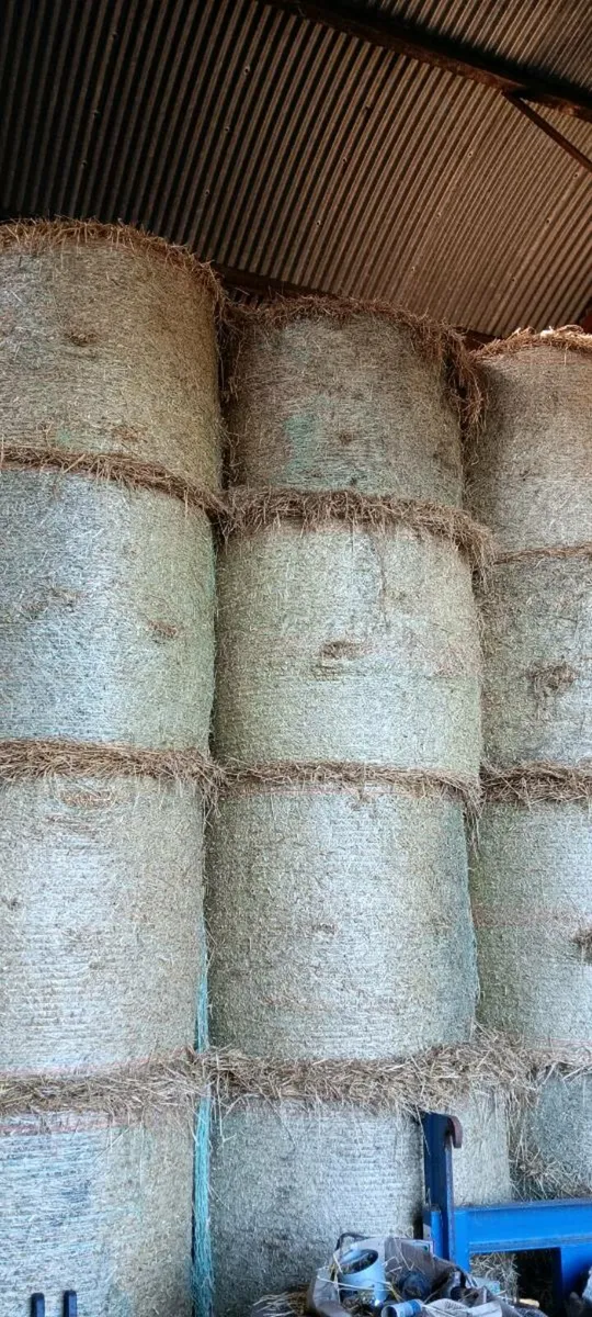 Round bales of straw - Image 2