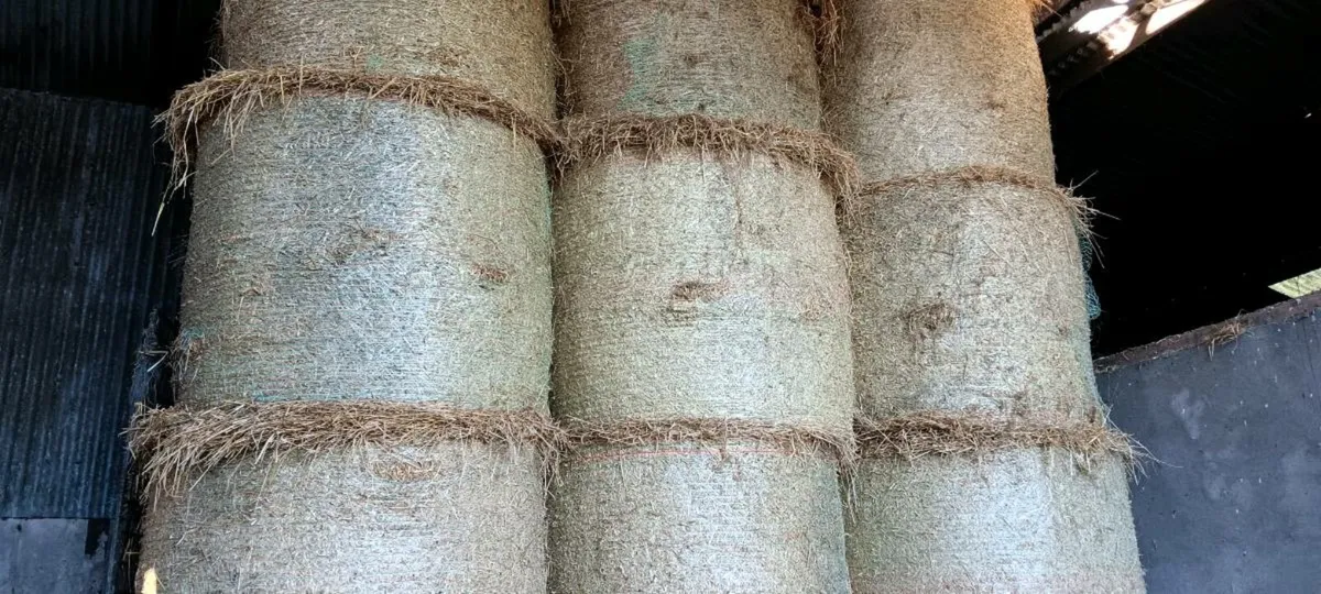 Round bales of straw - Image 3