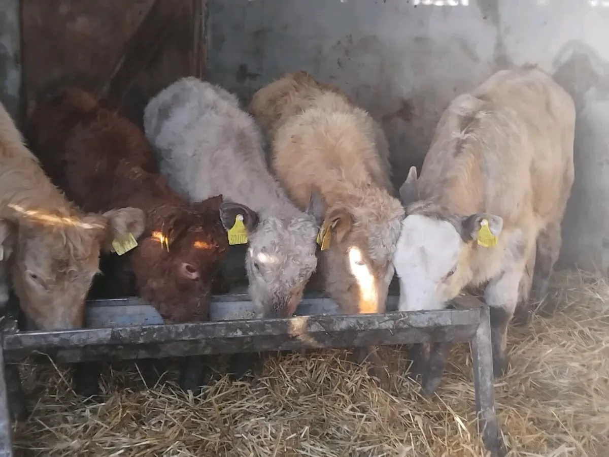 5 Continental Heifer Weanlings - Image 2