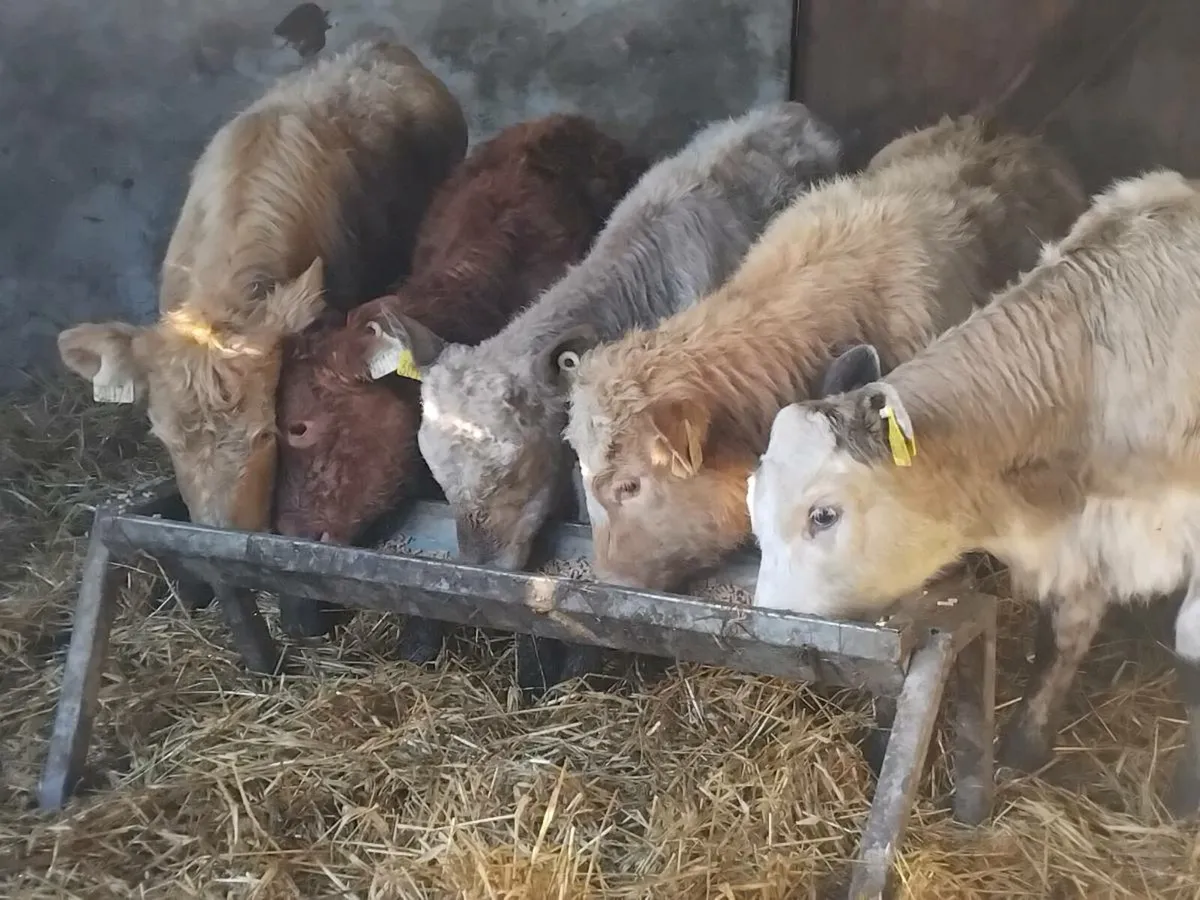 5 Continental Heifer Weanlings - Image 1