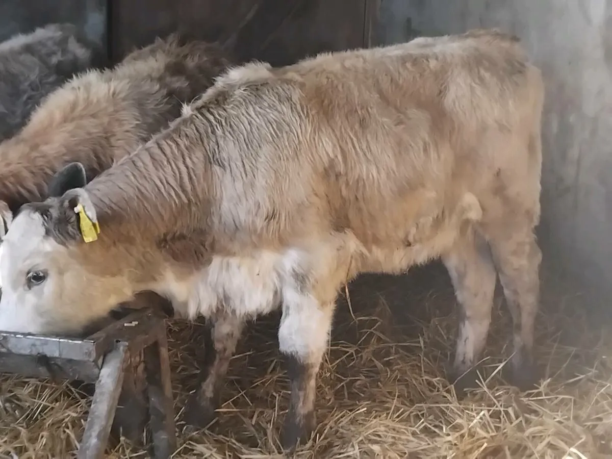5 Continental Heifer Weanlings - Image 3