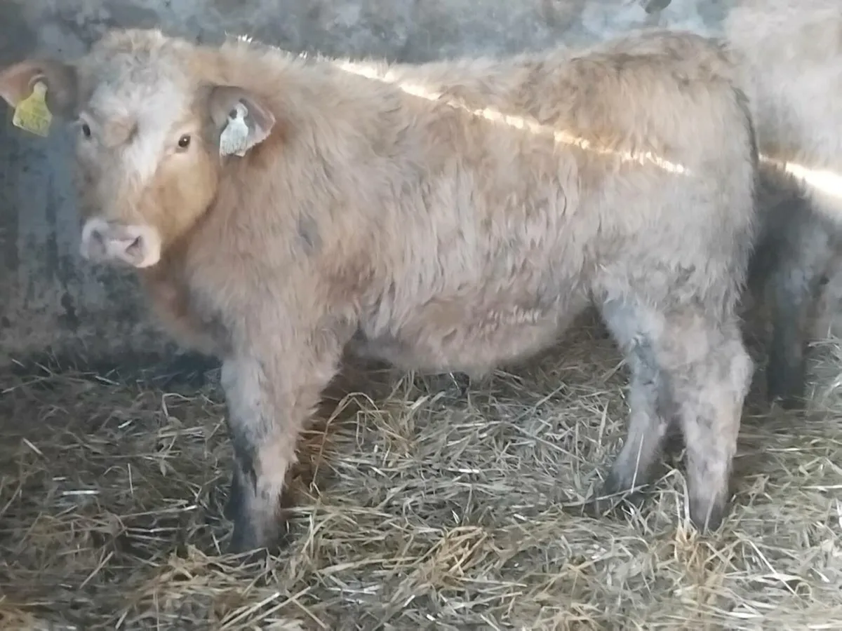 5 Continental Heifer Weanlings - Image 4