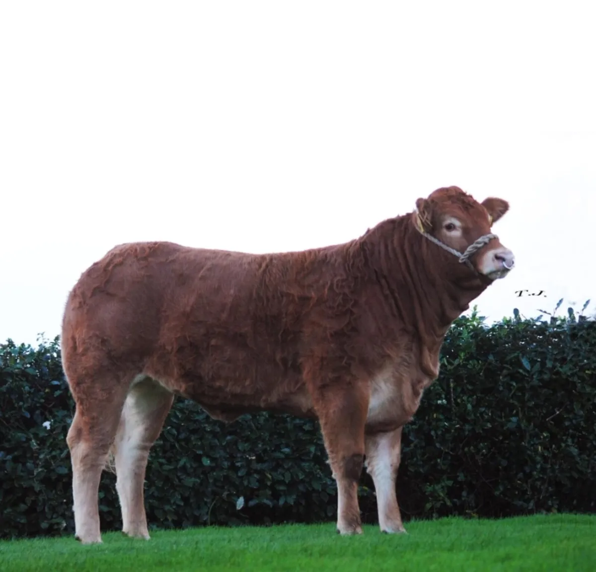 PBR Limousin Heifers - Image 2
