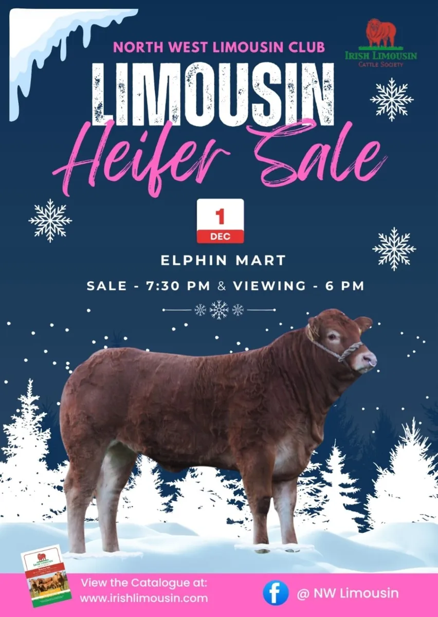 PBR Limousin Heifers - Image 1