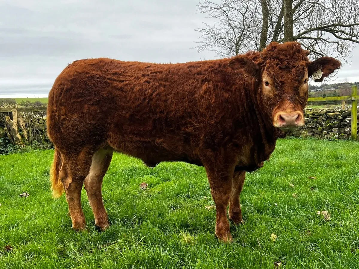 PBR Limousin Heifers - Image 3