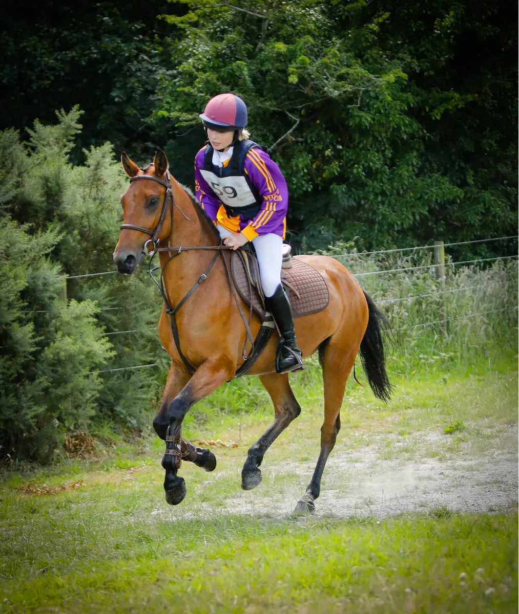 Connemara Pony - Image 1