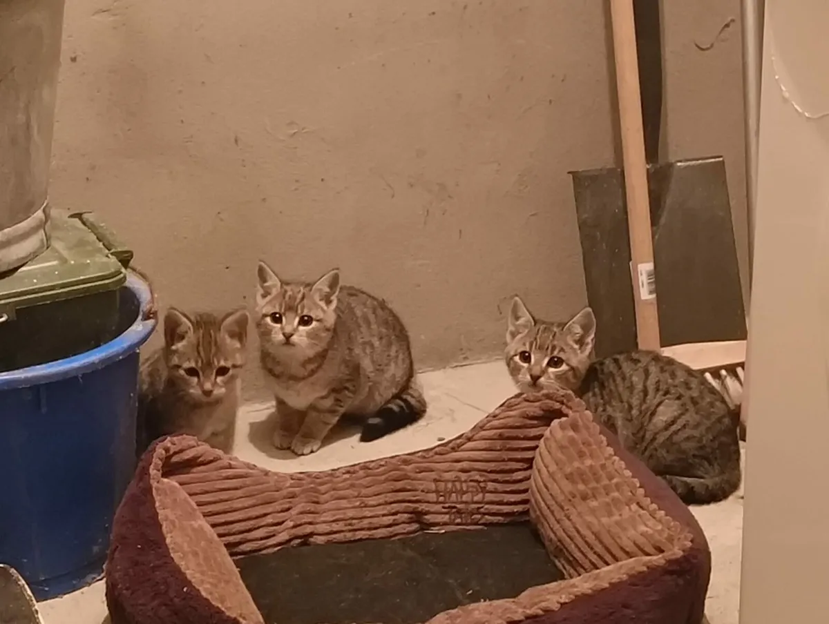Free kittens available to a good home - Image 1