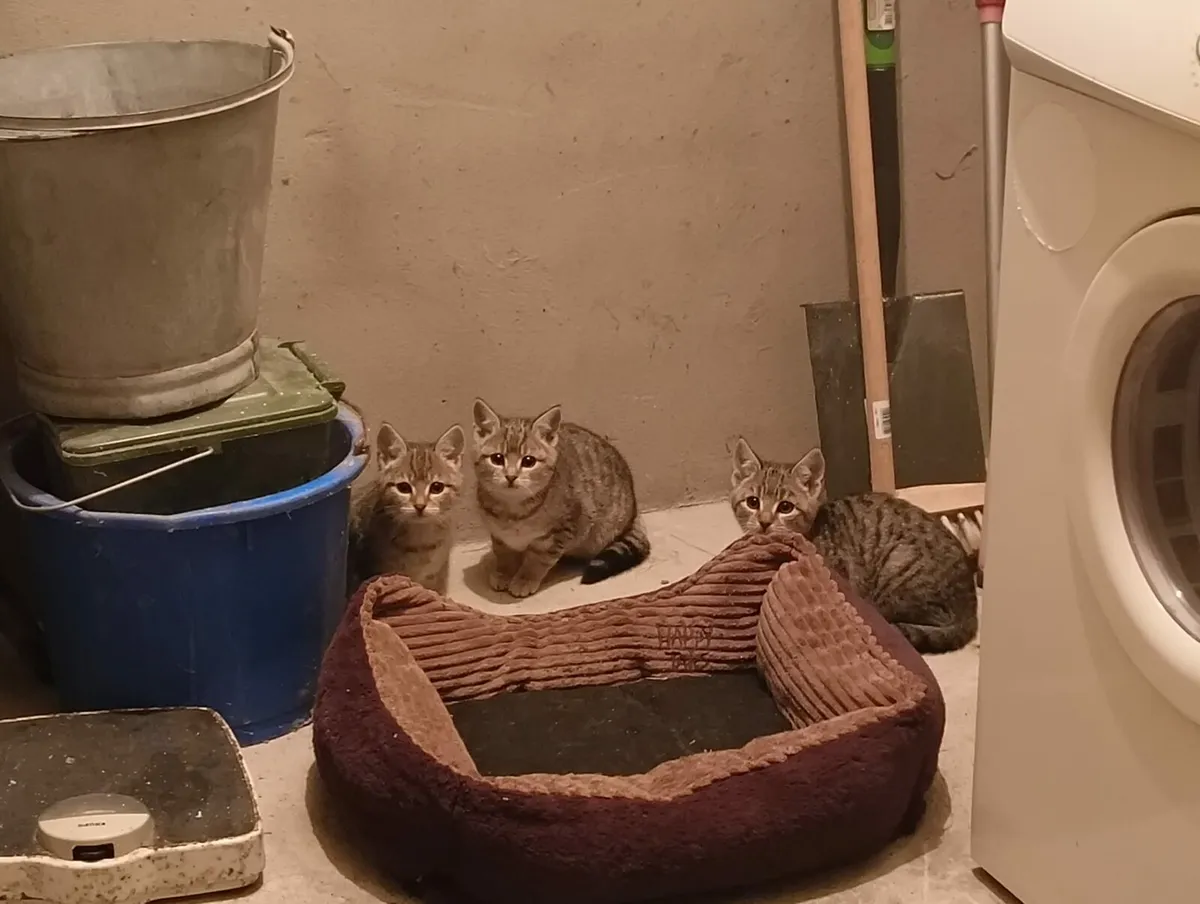 Free kittens available to a good home - Image 2