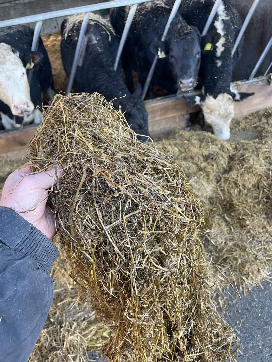 Silage bales - Image 2