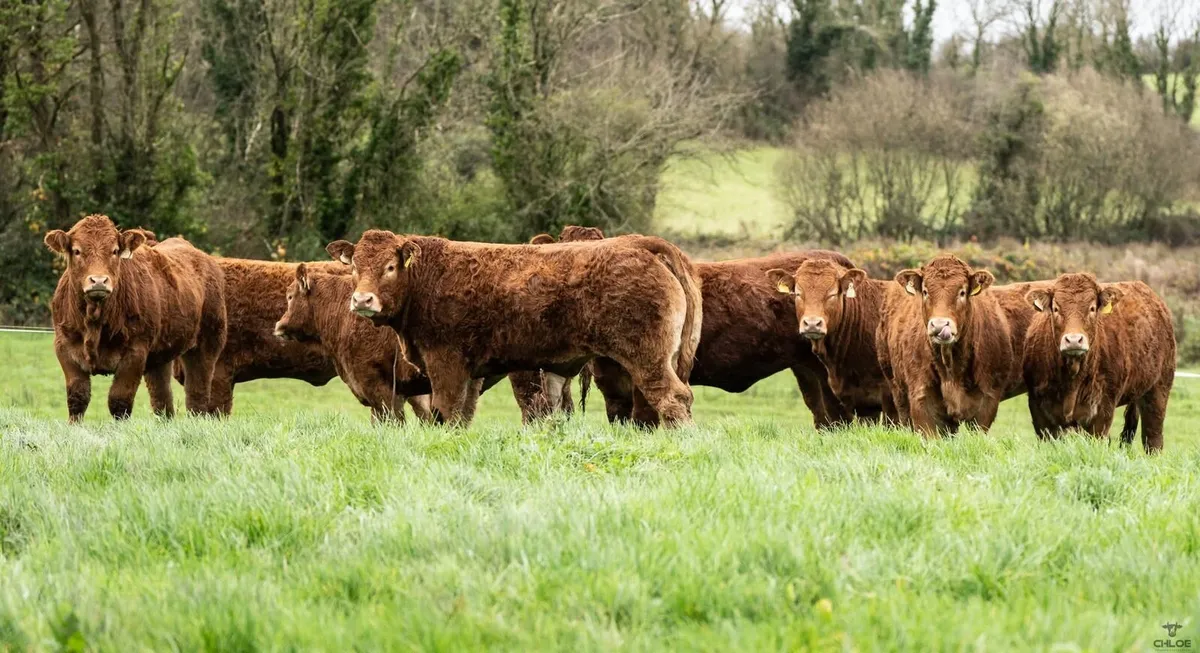 PBR Limousin Heifers - Image 4