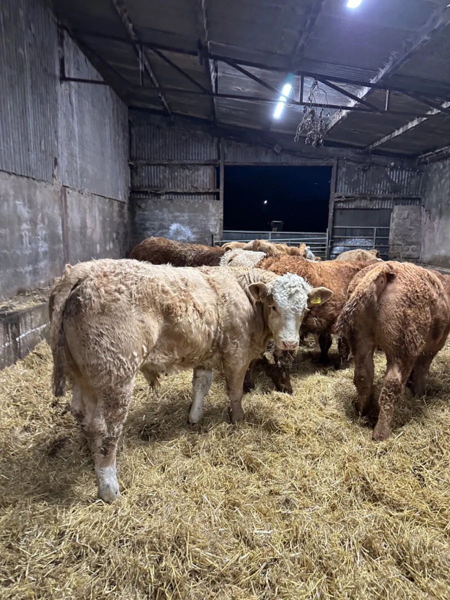 Charolais lim bullocks and bulls - Image 4