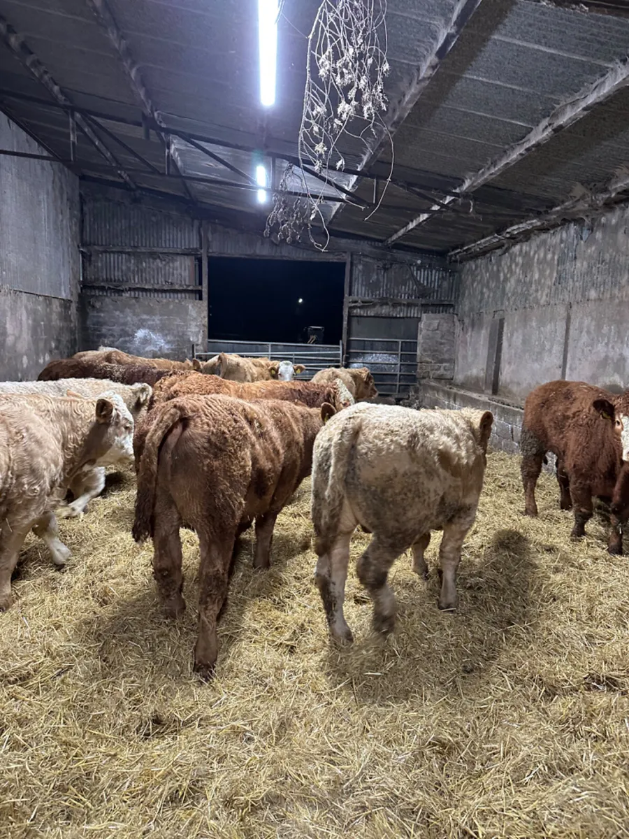 Charolais lim bullocks and bulls - Image 3