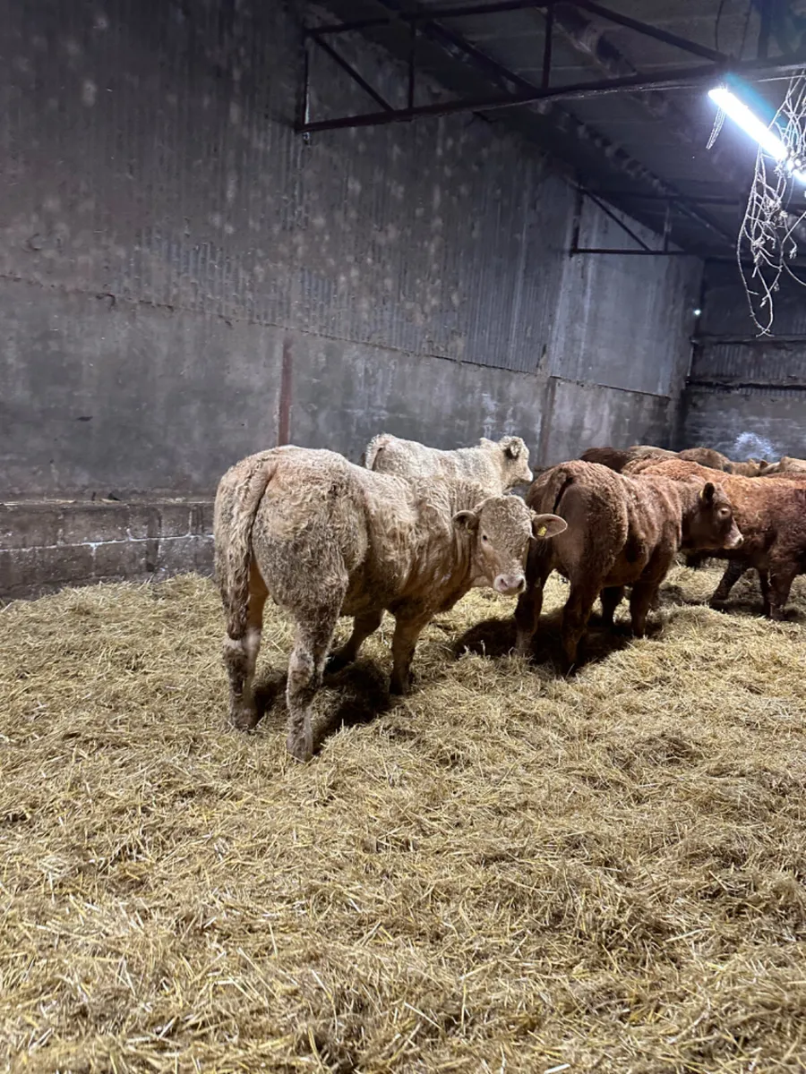Charolais lim bullocks and bulls - Image 2