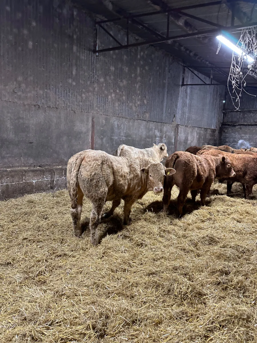 Charolais lim bullocks and bulls - Image 1