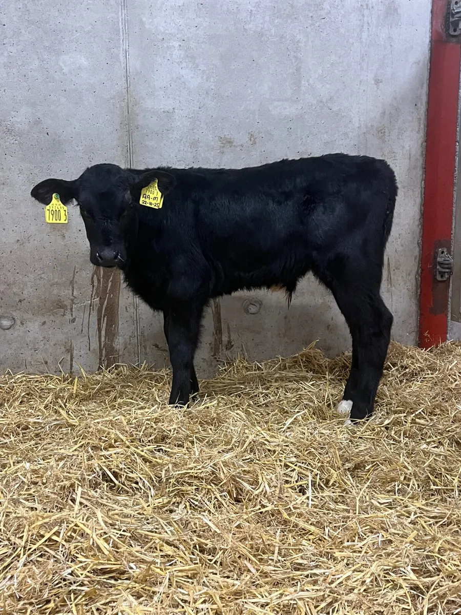 4 Belgian Blue & Limousine Bull Calves - Image 3