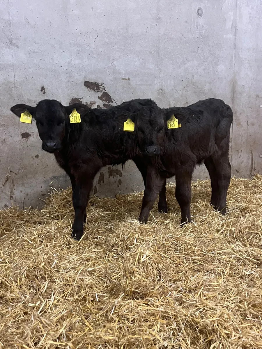 4 Belgian Blue & Limousine Bull Calves - Image 2