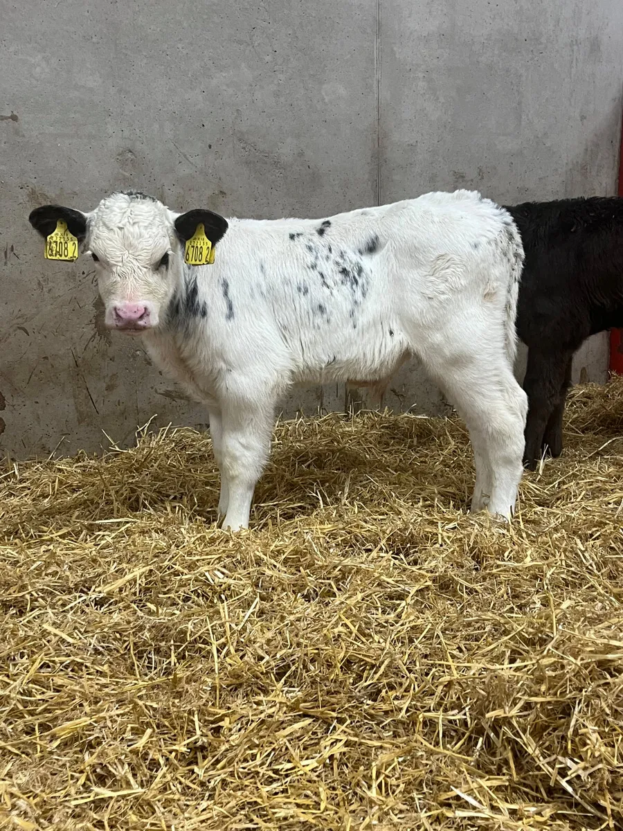 4 Belgian Blue & Limousine Bull Calves - Image 1