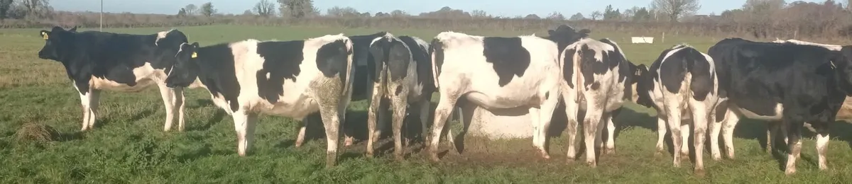 In calf heifers - Image 3