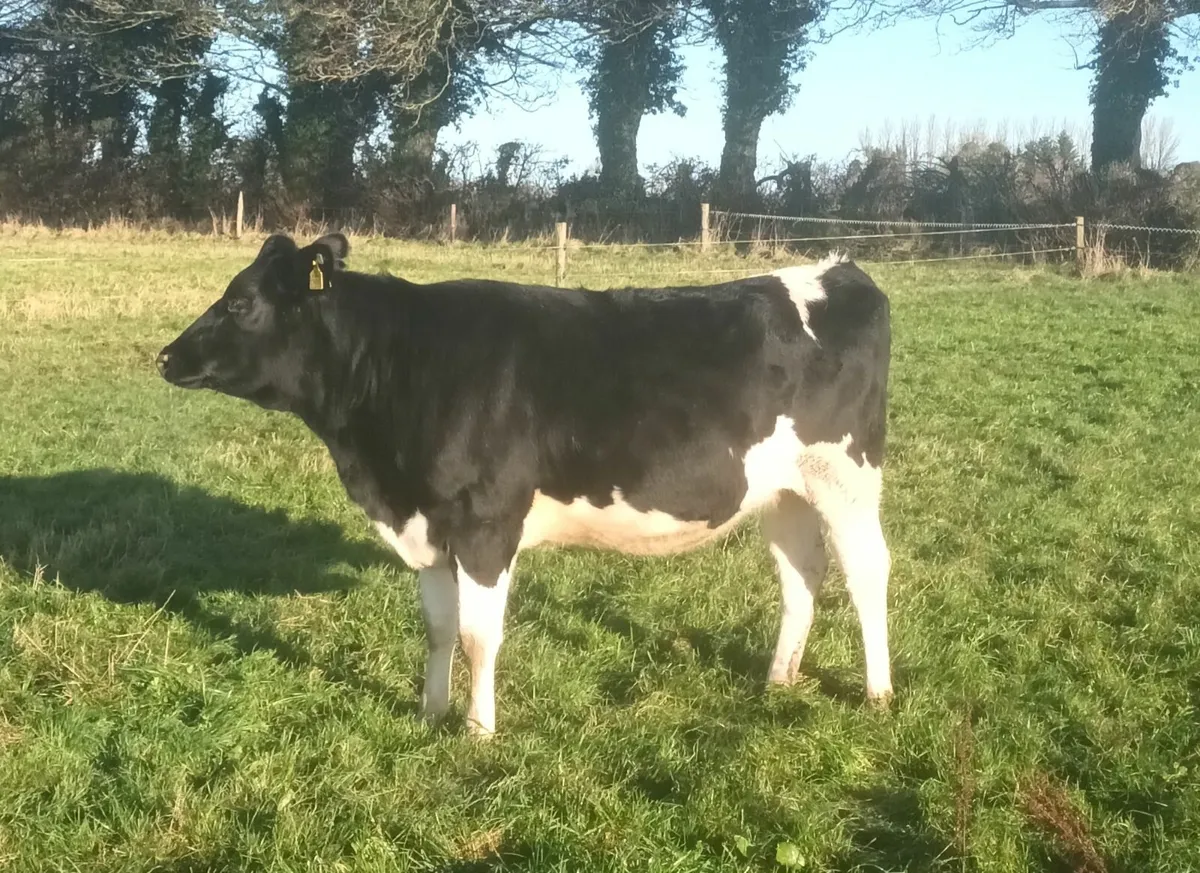 In calf heifers - Image 4