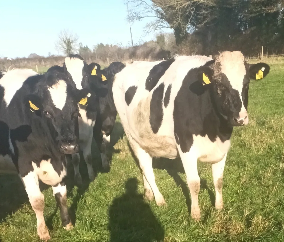 In calf heifers - Image 2