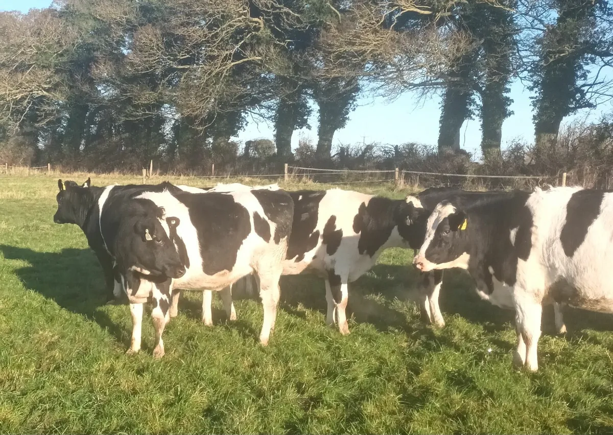 In calf heifers - Image 1