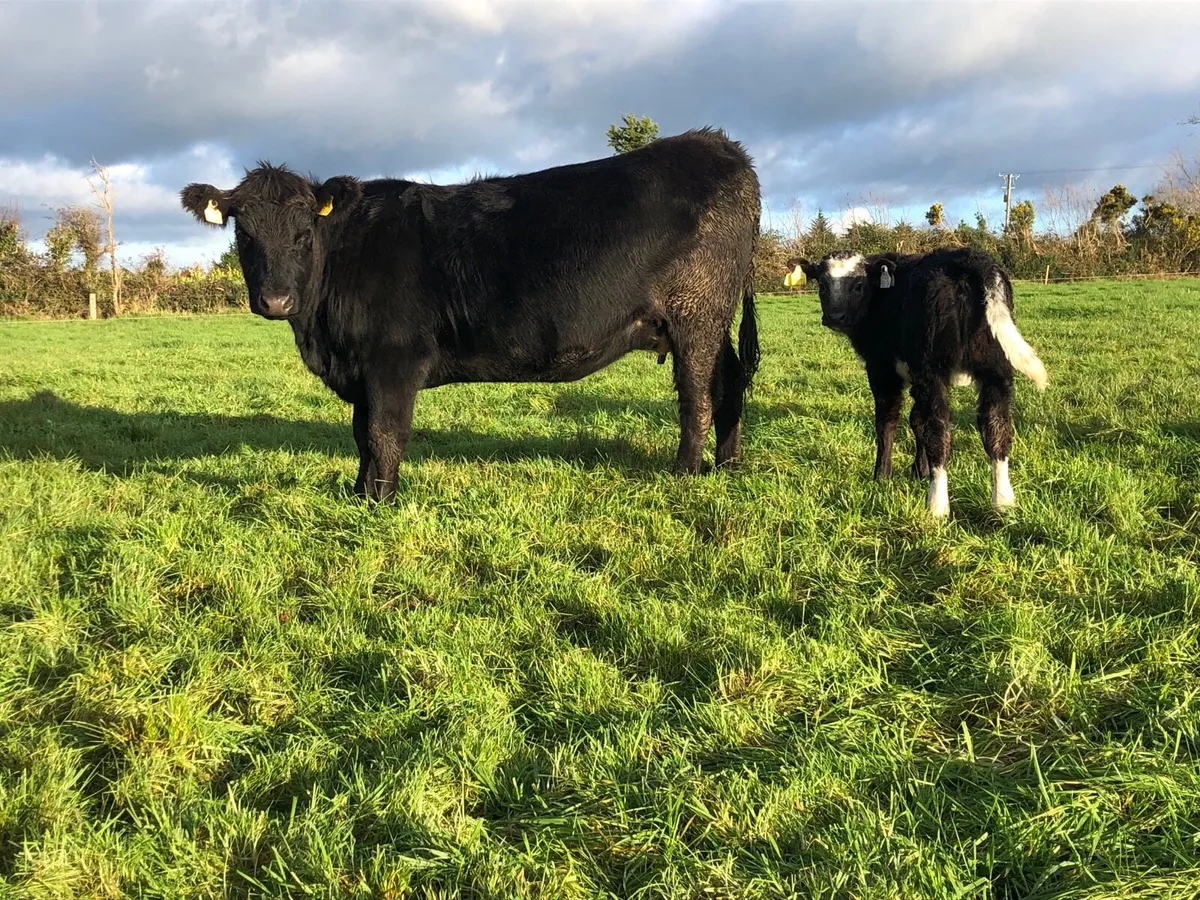 2 Aberdeen Angus sucklers - Image 1