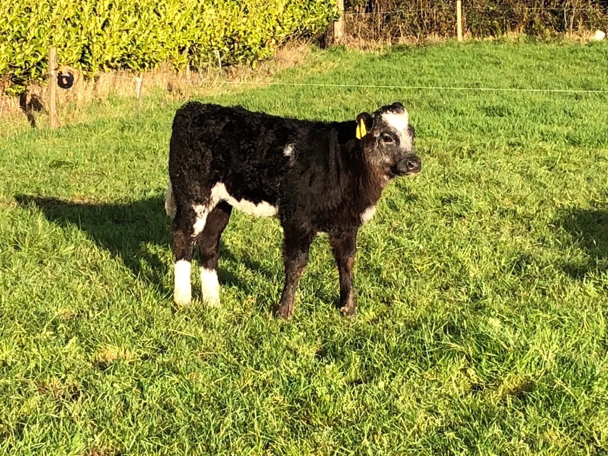 2 Aberdeen Angus sucklers - Image 2