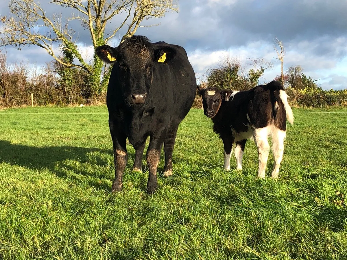 2 Aberdeen Angus sucklers - Image 3