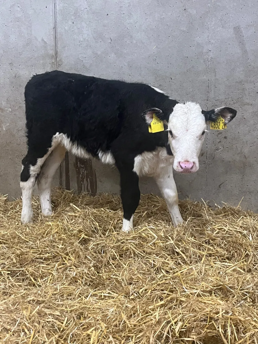 4 Angus & Hereford Heifer Calves - Image 2