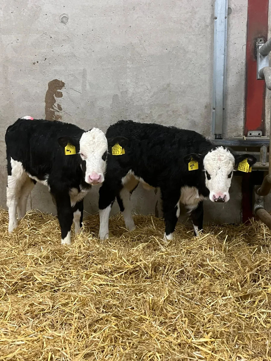 4 Angus & Hereford Heifer Calves - Image 1