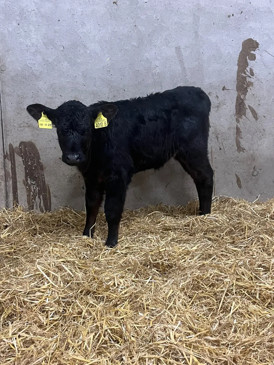 4 Angus & Hereford Heifer Calves - Image 3
