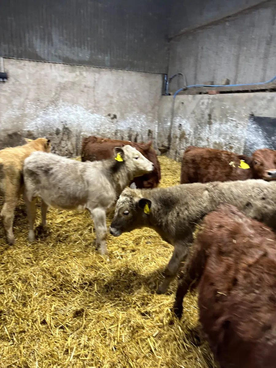 Charolais lim heifers and bulls - Image 2