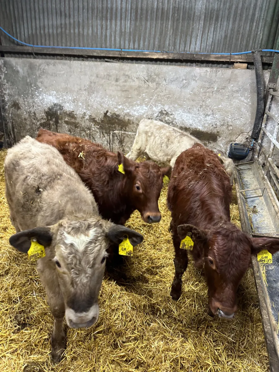 Charolais lim heifers and bulls - Image 4