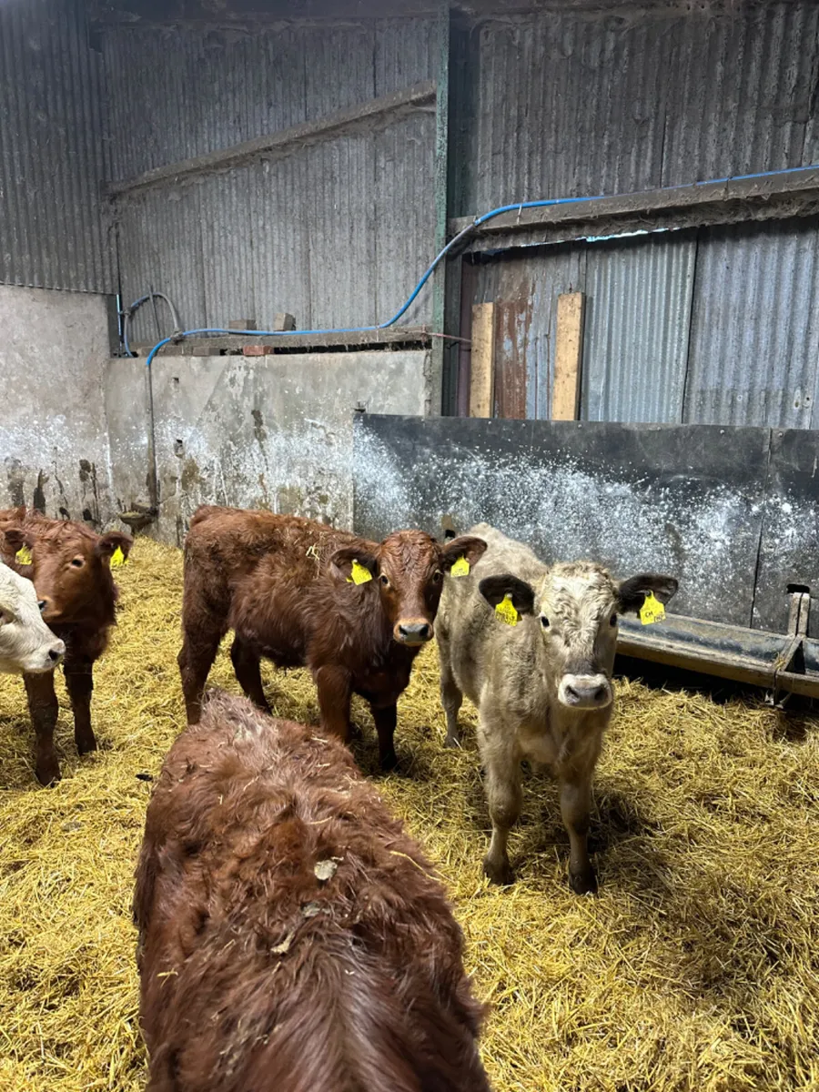 Charolais lim heifers and bulls - Image 1
