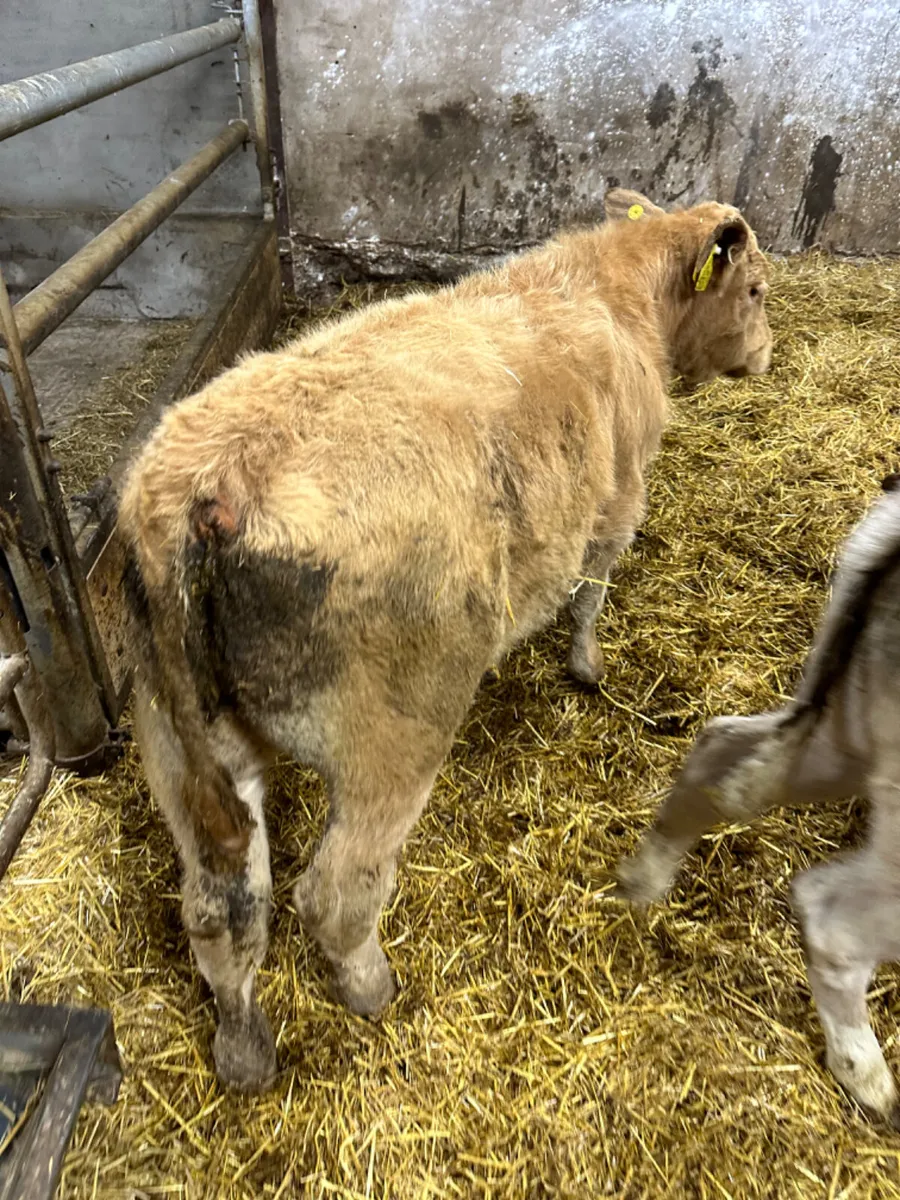 Charolais lim heifers and bulls - Image 3