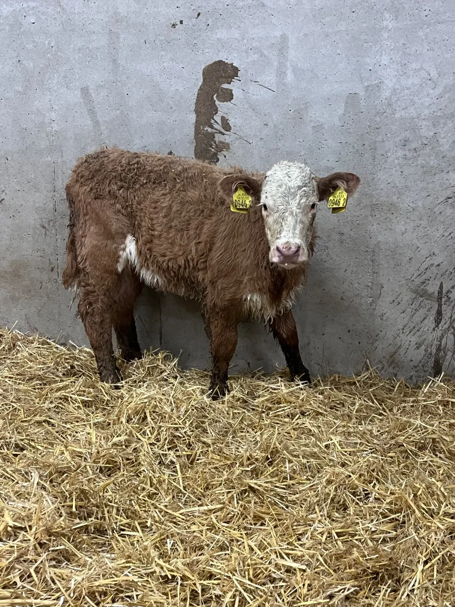 Beef Bred Charolais Heifer Calf - Image 1