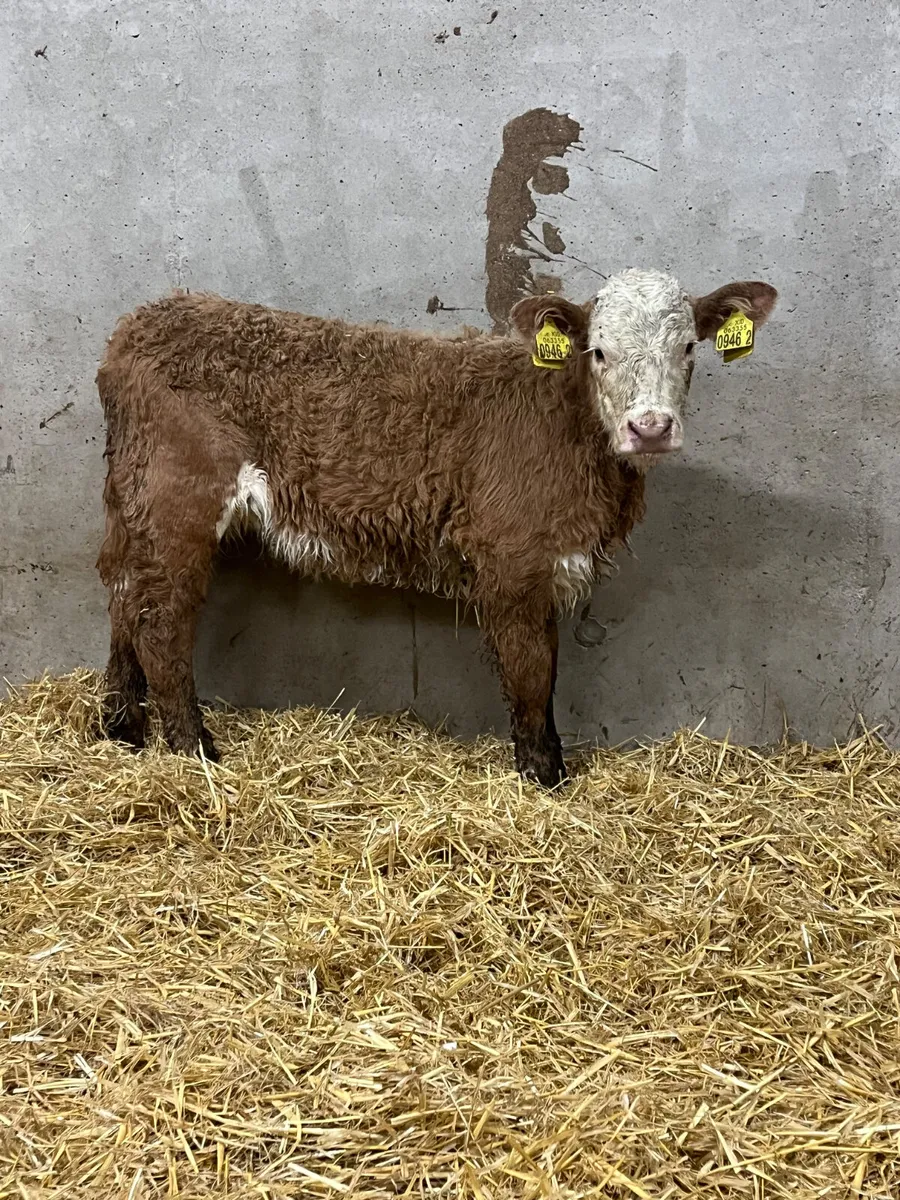 Beef Bred Charolais Heifer Calf - Image 2