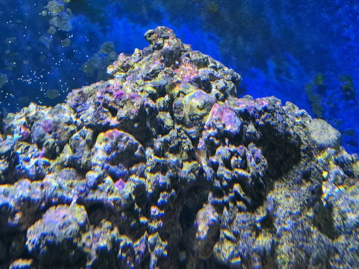 Marine Fish and Live Rock - Image 2