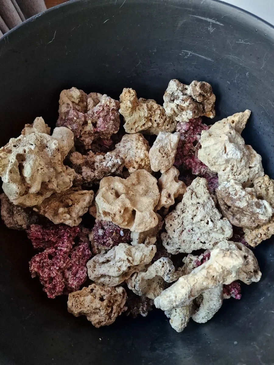 Marine Fish and Live Rock - Image 1